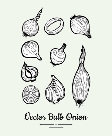 Onion bulb vector set. Vegetarian poster, banner,   icons, sticker, menu, shop, restaurant, label template. Food line hand drawn illustration. Onion black and white sketch isolated vegetables.のイラスト素材