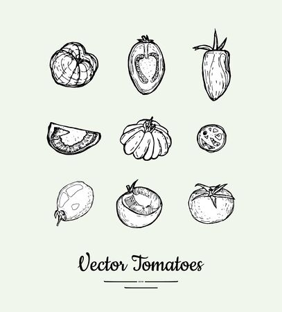 Tomatoes vector set. Vegetarian poster, banner,   icons, sticker, menu, shop, restaurant, label template. Food line hand drawn illustration. Tomatoes black and white sketch isolated vegetables.のイラスト素材