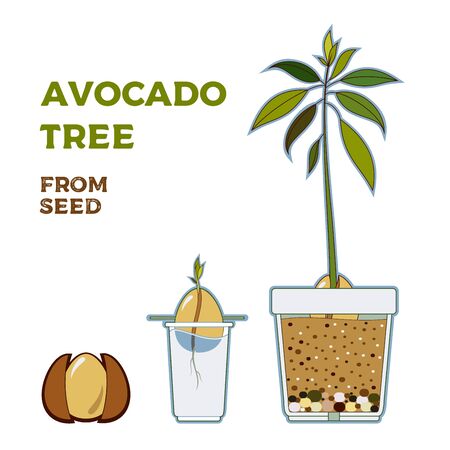 Avocado tree vector growing guide poster. Green simple instruction how to grow avocado tree from seed. Vector life cycle of avocado growth on a white background. Avocado fruit, seed, sprout and tree.のイラスト素材