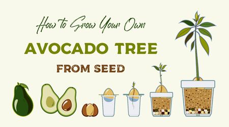Avocado tree vector growing guide poster. Green simple instruction how to grow avocado tree from seed. Vector life cycle of avocado growth on a white background. Avocado fruit, seed, sprout and tree.のイラスト素材