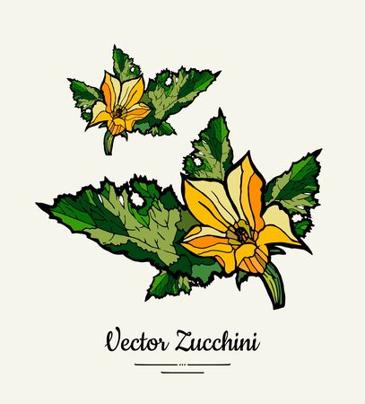 Zucchini flower hand drawn illustration. Hipster illustration of squash. Isolated green zucchini for vegetarian poster, cooking school, restaurant menu,  icon, food shop, harvest festival, bannerのイラスト素材