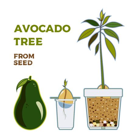 Avocado tree vector growing guide poster. Green simple instruction how to grow avocado tree from seed. Vector life cycle of avocado growth on a white background. Avocado fruit, seed, sprout and tree.のイラスト素材