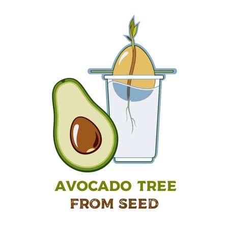 Avocado tree vector growing guide poster. Green simple instruction how to grow avocado tree from seed. Vector life cycle of avocado growth on a white background. Avocado fruit, seed, sprout and tree.のイラスト素材