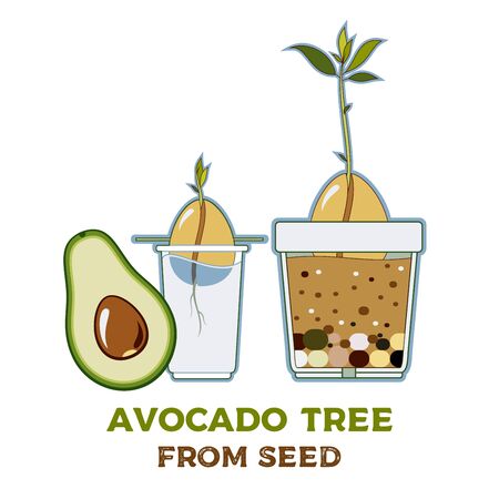 Avocado tree vector growing guide poster. Green simple instruction how to grow avocado tree from seed. Vector life cycle of avocado growth on a white background. Avocado fruit, seed, sprout and tree.のイラスト素材