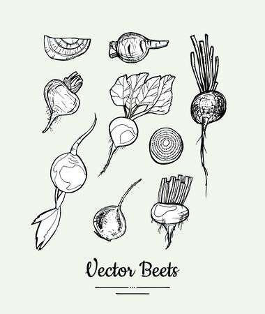 Beets vegetable isolated groceries vector set for poster, label template. Fresh food line hand drawn illustration. Sweet beet black white sketch isolated vegetables, vegetarian poster, restaurant menuのイラスト素材