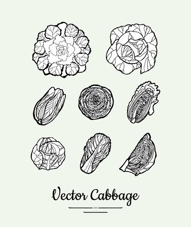 Cabbage hand drawn vector black and white set. Modern cabbage illustration. Hand drawn illustration of isolated cabbage for vegetarian poster, banner, postcard,  icons, sticker, restaurant menu.のイラスト素材