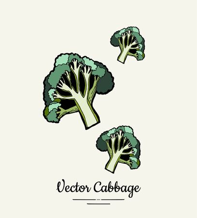 Broccoli cabbage green hand drawn illustration.のイラスト素材