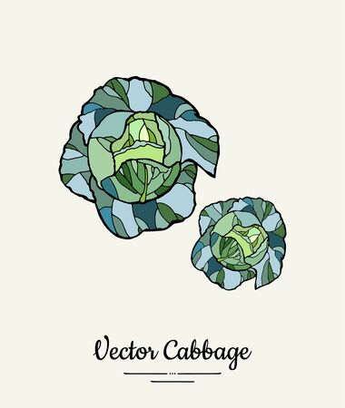 Cabbage head green hand drawn illustration.のイラスト素材