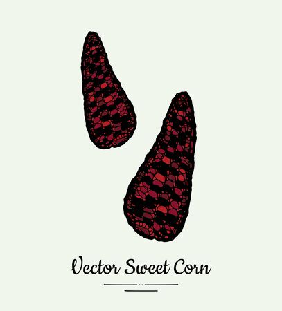 Sweet corn, corncobs, maize isolated groceries vector. Fresh food line hand drawn illustration.のイラスト素材