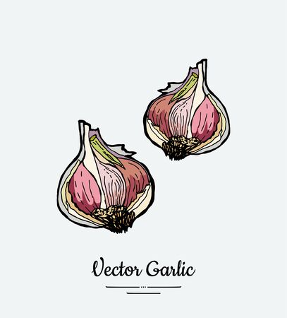 Vegetable garlic heads. Hipster hand drawn vector illustration of white and pink garlic.のイラスト素材