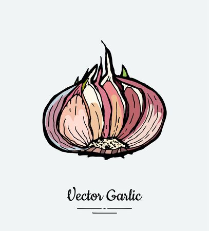Vegetable garlic head. Hipster hand drawn vector illustration of white and pink garlic.のイラスト素材
