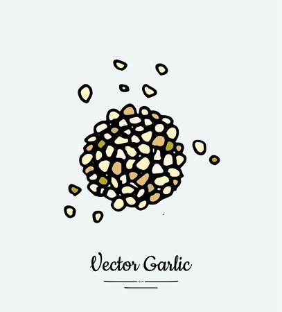 Vegetable spice garlic chop. Hipster hand drawn vector illustration of chopped garlic cloves.のイラスト素材