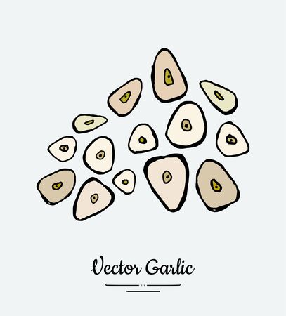 Vegetable spice garlic chop. Hipster hand drawn vector illustration of chopped garlic cloves.のイラスト素材