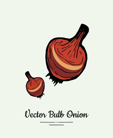 Orange red bulb onion hand drawn vector illustration. Modern line ink vegetable onion halves illustration.のイラスト素材