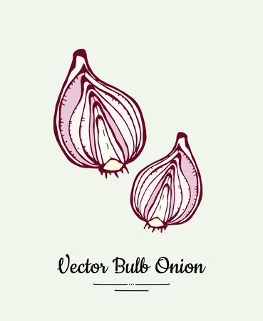 Cutted bulb red onion hand drawn vector illustration. Modern line ink vegetable onion halves illustration.のイラスト素材