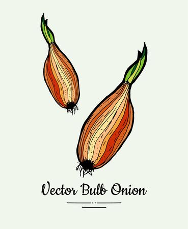 Golden red bulb onion hand drawn vector illustration. Modern line ink vegetable onion halves illustration.のイラスト素材