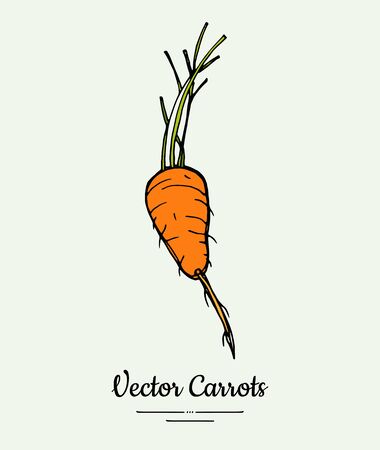 Carrot vegetable vector isolate. Orange whole carrot, green leaf. Vegetables hand drawn illustration.のイラスト素材