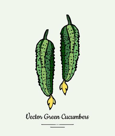 Cucumber vegetable vector isolate. Green whole cucumbers. Vegetables hand drawn illustration.のイラスト素材