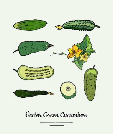 Cucumber vegetable vector isolate set. Green whole half cutted chopped sliced cucumbers, flowers. Vegetables hand drawn illustration.のイラスト素材