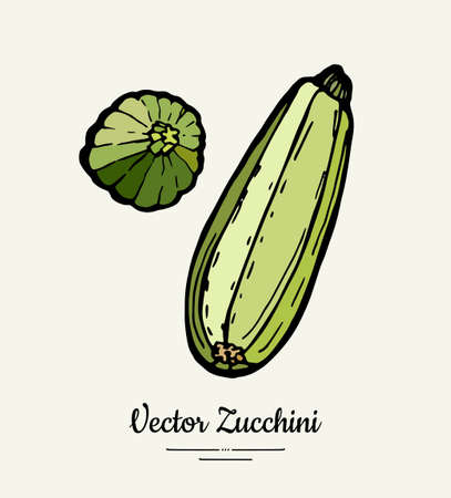 Zucchini hand drawn illustration set. Hipster illustration of squash. Isolated green zucchini for vegetarian poster, cooking school, restaurant menu, banner, logo, icon, food shop, harvestのイラスト素材