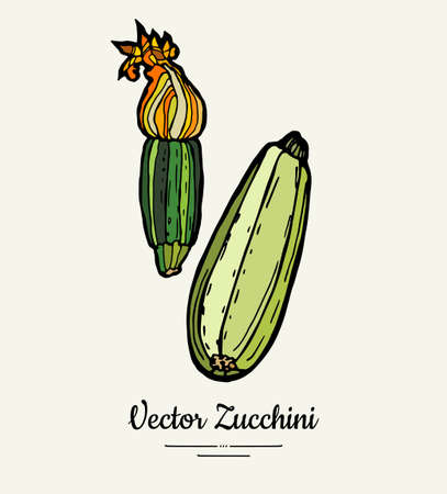 Zucchini hand drawn illustration set. Hipster illustration of squash. Isolated green zucchini for vegetarian poster, cooking school, restaurant menu, banner, logo, icon, food shop, harvestのイラスト素材