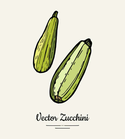 Zucchini hand drawn illustration set. Hipster illustration of squash. Isolated green zucchini for vegetarian poster, cooking school, restaurant menu, banner, logo, icon, food shop, harvestのイラスト素材