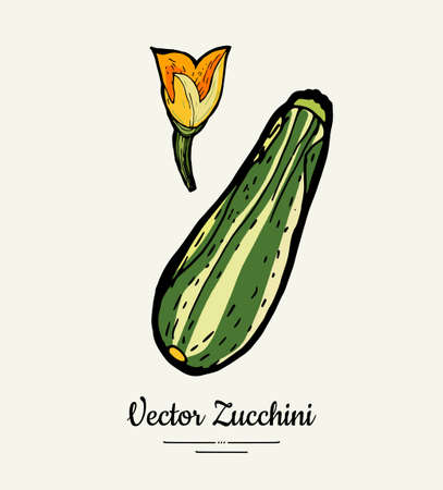 Zucchini hand drawn illustration set. Hipster illustration of squash. Isolated green zucchini for vegetarian poster, cooking school, restaurant menu, banner, logo, icon, food shop, harvestのイラスト素材