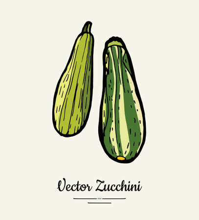 Zucchini hand drawn illustration set. Hipster illustration of squash. Isolated green zucchini for vegetarian poster, cooking school, restaurant menu, banner, logo, icon, food shop, harvestのイラスト素材
