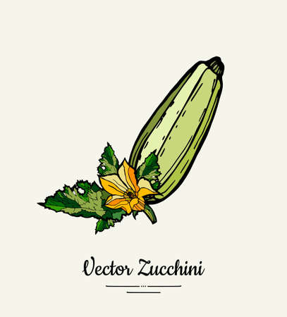 Zucchini hand drawn illustration set. Hipster illustration of squash. Isolated green zucchini for vegetarian poster, cooking school, restaurant menu, banner, logo, icon, food shop, harvestのイラスト素材