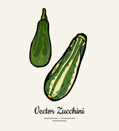 Zucchini hand drawn illustration set. Hipster illustration of squash. Isolated green zucchini for vegetarian poster, cooking school, restaurant menu, banner, logo, icon, food shop, harvestのイラスト素材