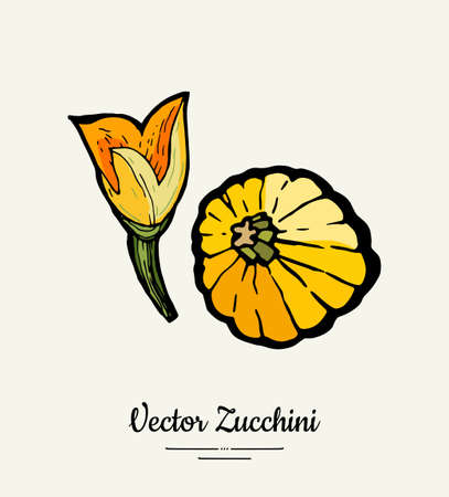 Zucchini hand drawn illustration set. Hipster illustration of squash. Isolated green zucchini for vegetarian poster, cooking school, restaurant menu, banner, logo, icon, food shop, harvestのイラスト素材