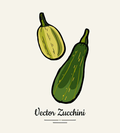 Zucchini hand drawn illustration set. Hipster illustration of squash. Isolated green zucchini for vegetarian poster, cooking school, restaurant menu, banner, logo, icon, food shop, harvestのイラスト素材