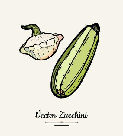 Zucchini hand drawn illustration set. Hipster illustration of squash. Isolated green zucchini for vegetarian poster, cooking school, restaurant menu, banner, logo, icon, food shop, harvestのイラスト素材