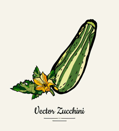 Zucchini hand drawn illustration set. Hipster illustration of squash. Isolated green zucchini for vegetarian poster, cooking school, restaurant menu, banner, logo, icon, food shop, harvestのイラスト素材