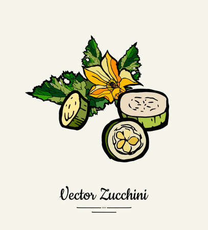 Zucchini hand drawn illustration set. Hipster illustration of squash. Isolated green zucchini for vegetarian poster, cooking school, restaurant menu, banner, logo, icon, food shop, harvestのイラスト素材