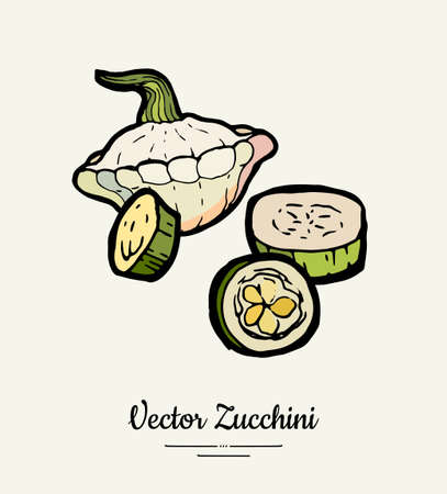 Zucchini hand drawn illustration set. Hipster illustration of squash. Isolated green zucchini for vegetarian poster, cooking school, restaurant menu, banner, logo, icon, food shop, harvestのイラスト素材