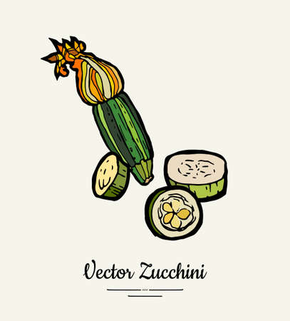 Zucchini hand drawn illustration set. Hipster illustration of squash. Isolated green zucchini for vegetarian poster, cooking school, restaurant menu, banner, logo, icon, food shop, harvestのイラスト素材