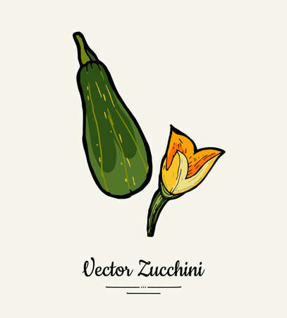 Zucchini hand drawn illustration set. Hipster illustration of squash. Isolated green zucchini for vegetarian poster, cooking school, restaurant menu, banner, logo, icon, food shop, harvestのイラスト素材