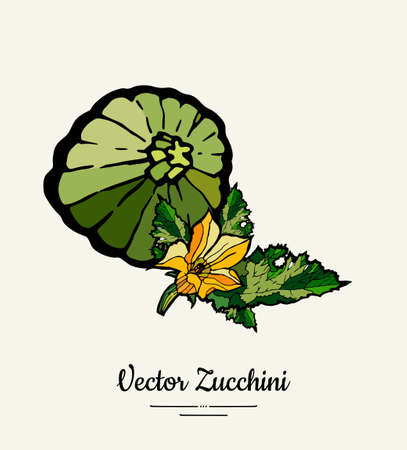 Zucchini hand drawn illustration set. Hipster illustration of squash. Isolated green zucchini for vegetarian poster, cooking school, restaurant menu, banner, logo, icon, food shop, harvestのイラスト素材