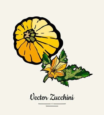 Zucchini hand drawn illustration set. Hipster illustration of squash. Isolated green zucchini for vegetarian poster, cooking school, restaurant menu, banner, logo, icon, food shop, harvestのイラスト素材