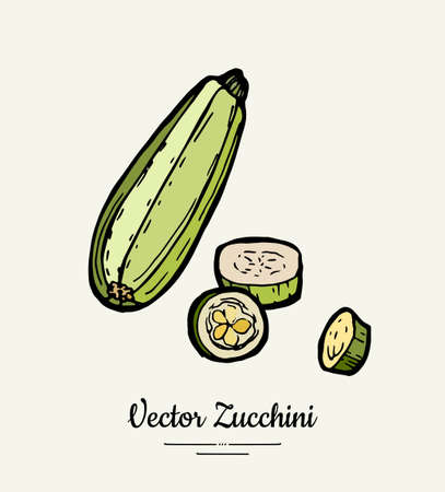 Zucchini hand drawn illustration set. Hipster illustration of squash. Isolated green zucchini for vegetarian poster, cooking school, restaurant menu, banner, logo, icon, food shop, harvestのイラスト素材