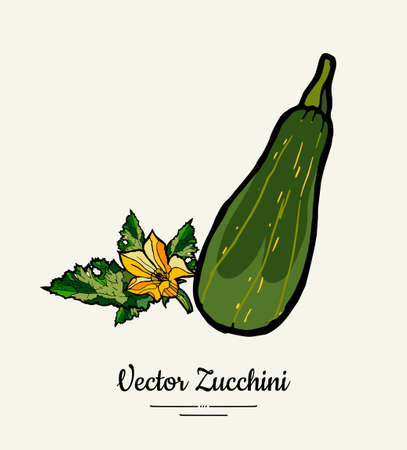 Zucchini hand drawn illustration set. Hipster illustration of squash. Isolated green zucchini for vegetarian poster, cooking school, restaurant menu, banner, logo, icon, food shop, harvestのイラスト素材