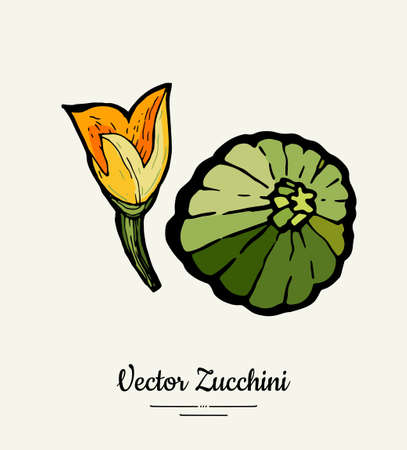 Zucchini hand drawn illustration set. Hipster illustration of squash. Isolated green zucchini for vegetarian poster, cooking school, restaurant menu, banner, logo, icon, food shop, harvestのイラスト素材