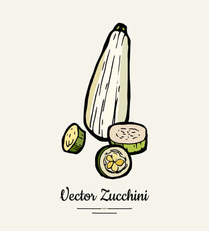 Zucchini hand drawn illustration set. Hipster illustration of squash. Isolated green zucchini for vegetarian poster, cooking school, restaurant menu, banner, logo, icon, food shop, harvestのイラスト素材