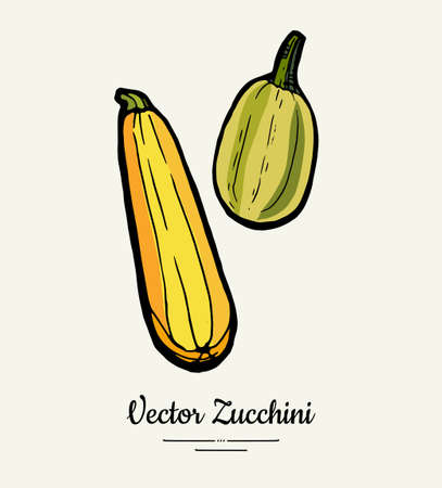 Zucchini hand drawn illustration set. Hipster illustration of squash. Isolated green zucchini for vegetarian poster, cooking school, restaurant menu, banner, logo, icon, food shop, harvestのイラスト素材