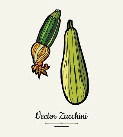Zucchini hand drawn illustration set. Hipster illustration of squash. Isolated green zucchini for vegetarian poster, cooking school, restaurant menu, banner, logo, icon, food shop, harvestのイラスト素材