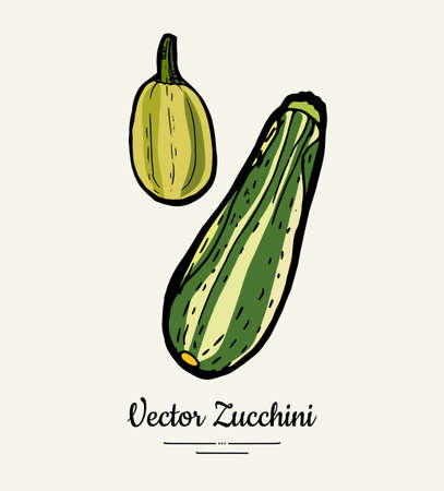 Zucchini hand drawn illustration set. Hipster illustration of squash. Isolated green zucchini for vegetarian poster, cooking school, restaurant menu, banner, logo, icon, food shop, harvestのイラスト素材
