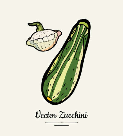 Zucchini hand drawn illustration set. Hipster illustration of squash. Isolated green zucchini for vegetarian poster, cooking school, restaurant menu, banner, logo, icon, food shop, harvestのイラスト素材