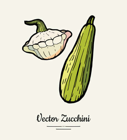 Zucchini hand drawn illustration set. Hipster illustration of squash. Isolated green zucchini for vegetarian poster, cooking school, restaurant menu, banner, logo, icon, food shop, harvestのイラスト素材