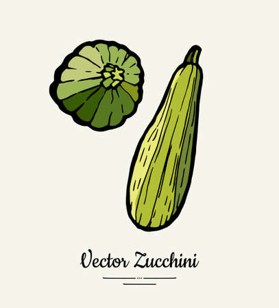 Zucchini hand drawn illustration set. Hipster illustration of squash. Isolated green zucchini for vegetarian poster, cooking school, restaurant menu, banner, logo, icon, food shop, harvestのイラスト素材